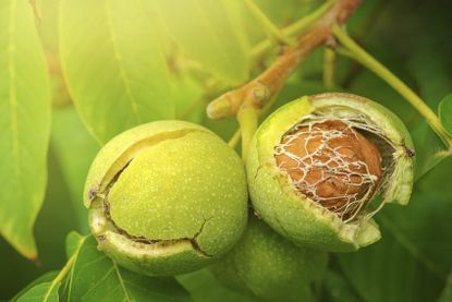 Walnuts On A Tree