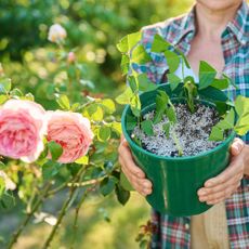 Gardener holds pot containing rose cuttings