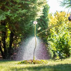 Spraying a dandelion with Roundup