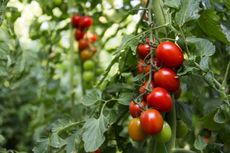 zone 8 tomato