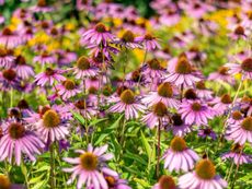 Many purple coneflowers growing outdoors