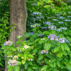 Lacecap hydrangea shrub under a tree