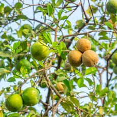 lemon tree showing signs of citrus canker