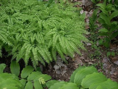 Outdoor Maidenhair Fern