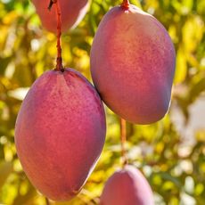 Mangoes on a tree