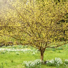 Yellow flowers on a winter hazel tree