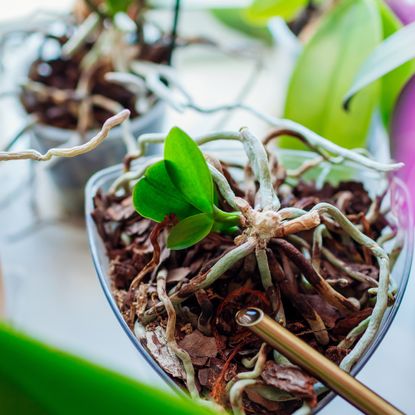 Propagated orchids growing in pots