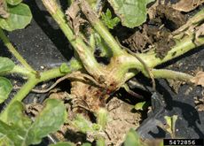 Black Rot Fungus In Cucurbits Plant