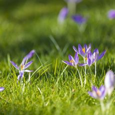 Purple crocus flowers growing in a lawn