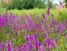 A field of purple loosestrife flowers