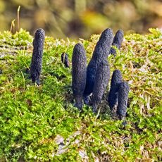 Dead Man's Finger Fungus