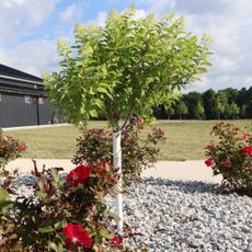 Tree Form Hydrangea in Landscape