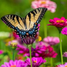 tiger swallowtail sitting on zinnia flower in butterfly garden