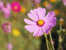 Purple Cosmos Flowers