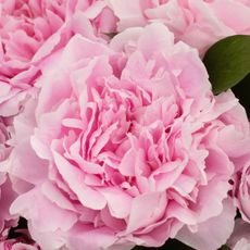 Sarah Bernhardt peony in cut flower display