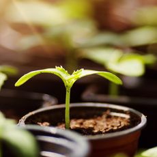 A seedling in a pot