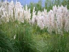 White tufts on pampas grass