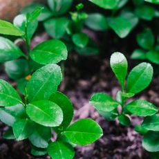 lemon seed seedlings growing in large pot