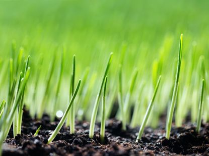 Close up of grass shoots growing out of soil