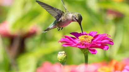 hummingbird and flower