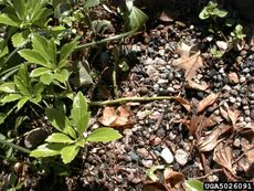 voloutella pachysandra