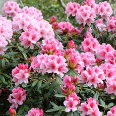 rhododendron in full bloom