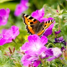 Tortoiseshell butterfly on geranium flowers