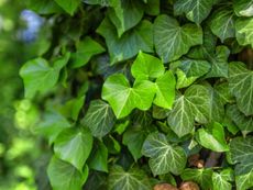 Green English Ivy