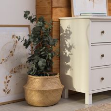 Eucalyptus houseplants next to a dresser