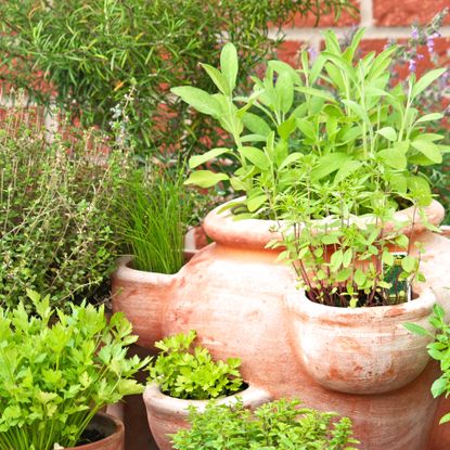 Herbs planted in tiered terracotta planter