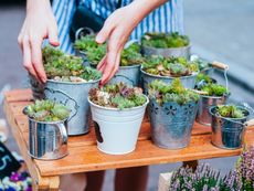 Table Of Potted Succulent Arrangements