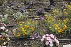 drought garden