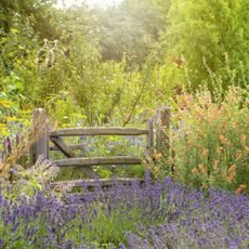 A wild flower garden