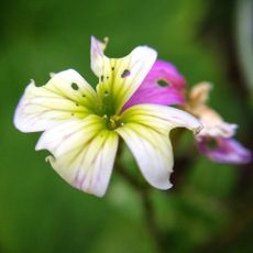 flower with holes in petals made by garden pest