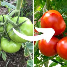 How To Turn Green Tomatoes Red