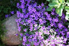 Purple Aubrieta Flowers