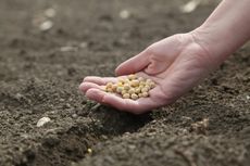 Hand Holding Seeds Over Soil