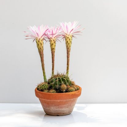 Three flowers on an Easter lily cactus