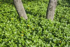 Wedelia Groundcover Plants Surrounding Two Trees