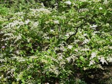 Chinese Privet Shrub