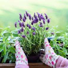 lavender plant being planted in windowbox