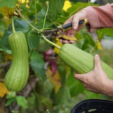 Woman's hands harvesting squash from vine