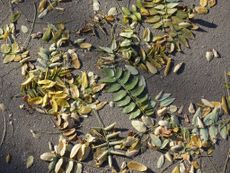 Fallen Leaves On Pavement