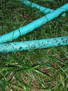 Artillery Fungus Forming on Garden Hose on Grass Lawn