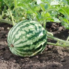 Small green watermelon growing in garden