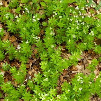 woodruff ground cover plants spreading along ground