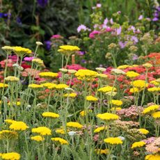 Multicolored yarrow flowers