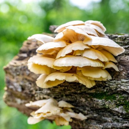 oyster mushrooms growing on logs outdoors