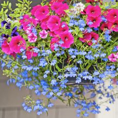 Petunias and lobelia trailing out of hanging basket