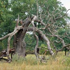 Branches hanging from a dead tree